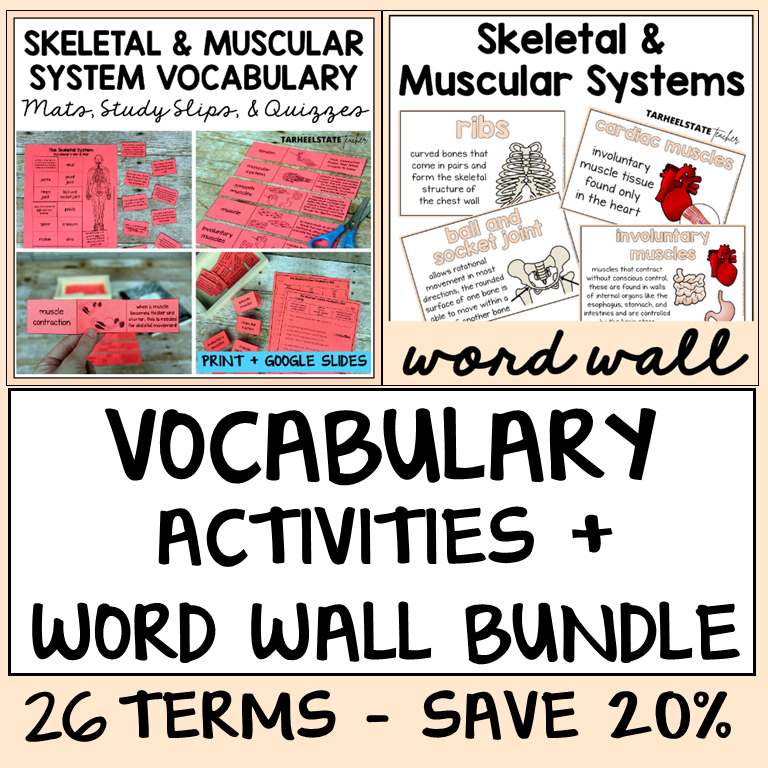 Educational materials for the skeletal and muscular systems with vocabulary activities and word wall.