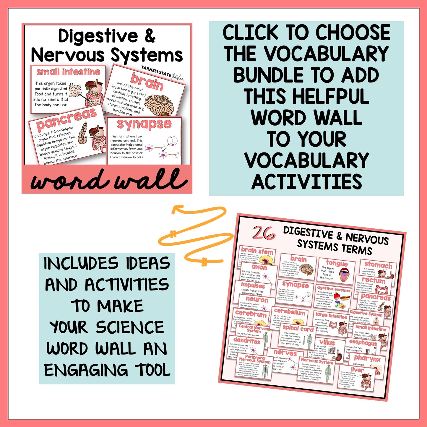 Digestive and Nervous System Vocabulary Mats, Study Slips, and Quizzes