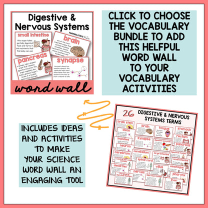 Digestive and Nervous System Vocabulary Mats, Study Slips, and Quizzes