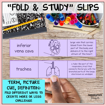 Educational 'Fold & Study' slips with respiratory system terms, pictures, and definitions 