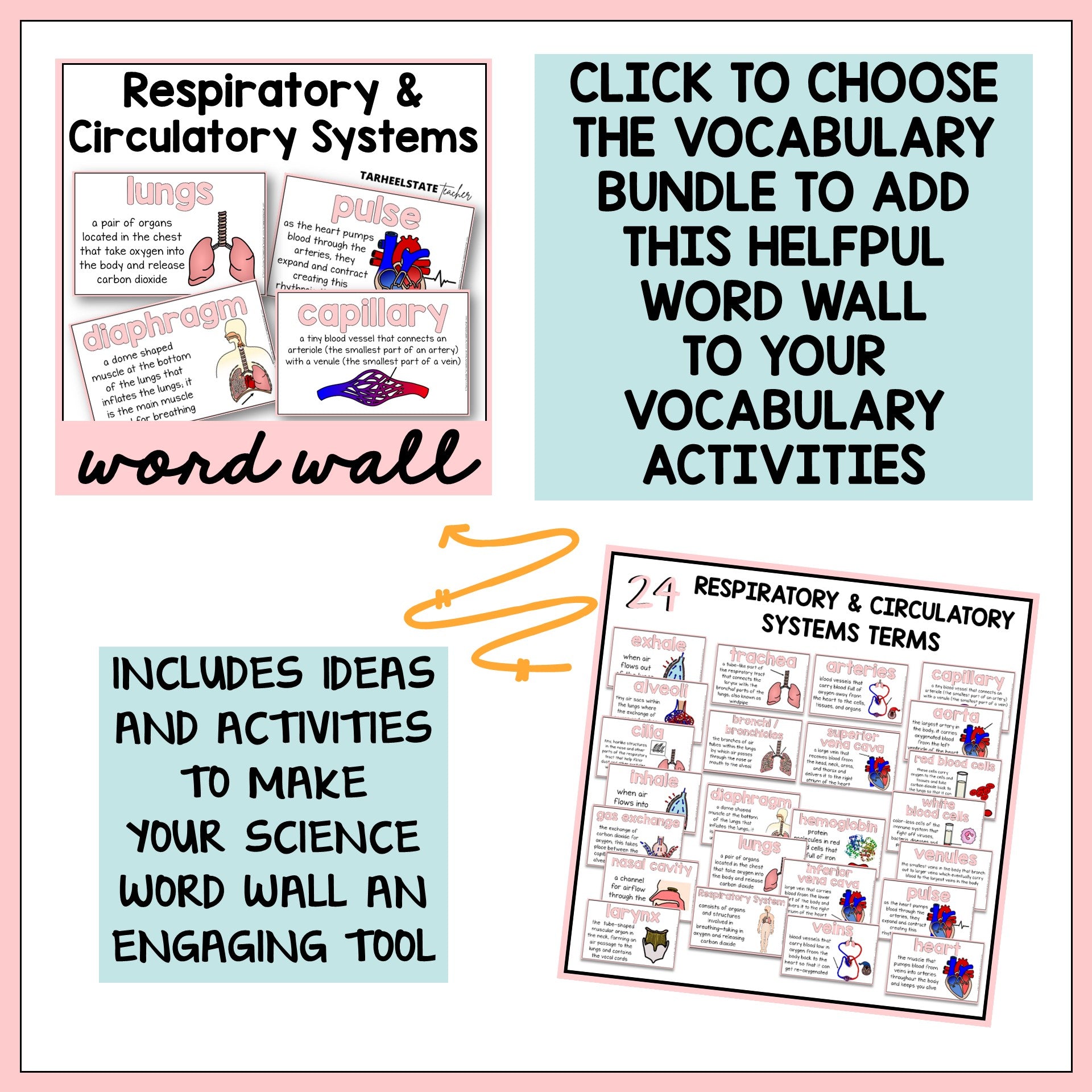 Vocabulary bundle for respiratory and circulatory systems with word wall activities.