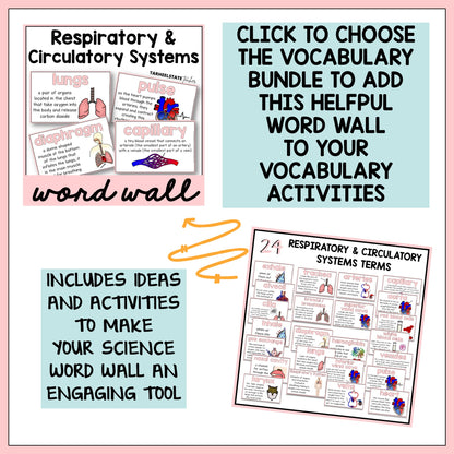 Vocabulary bundle for respiratory and circulatory systems with word wall activities.