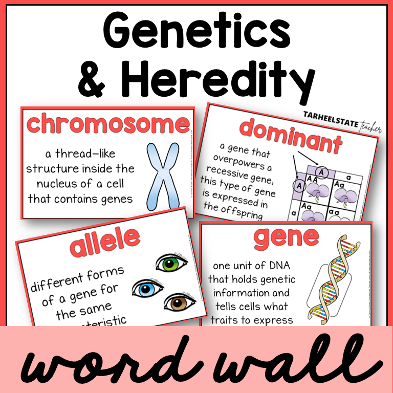 Educational posters about genetics and heredity with definitions and illustrations for science word wall or bulletin board