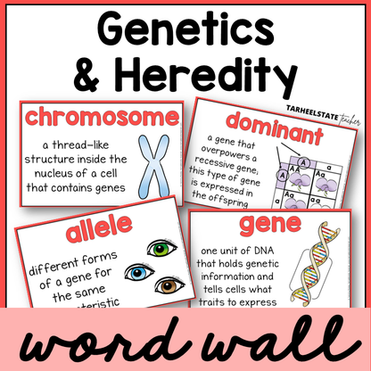 Educational posters about genetics and heredity with definitions and illustrations for science word wall or bulletin board