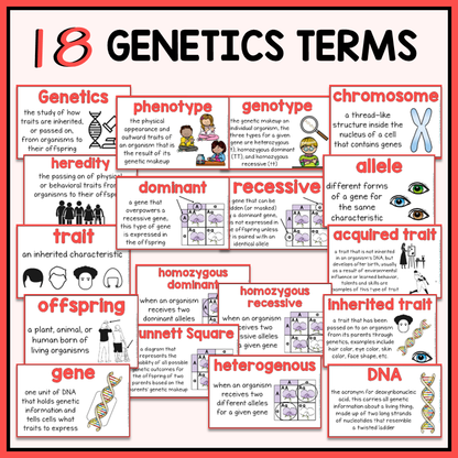 18 genetics terms with definitions and illustrations included for science word wall or bulletin board