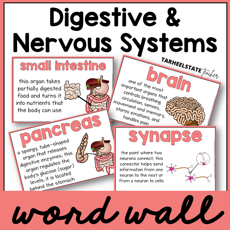 Digestive and Nervous System Vocabulary Mats, Study Slips, and Quizzes with Word Wall Bundle