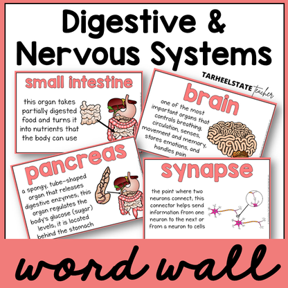 Educational posters about digestive and nervous systems with labeled illustrations for science word wall or bulletin board