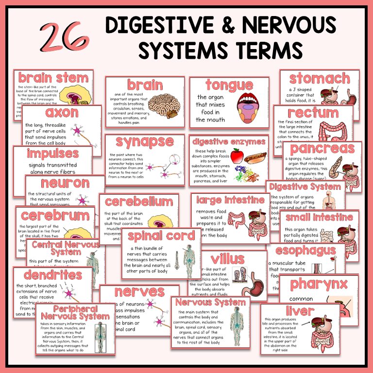 Educational posters about digestive and nervous systems with terms and illustrations