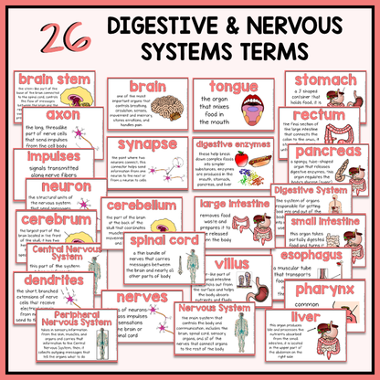 Educational posters about digestive and nervous systems with terms and illustrations