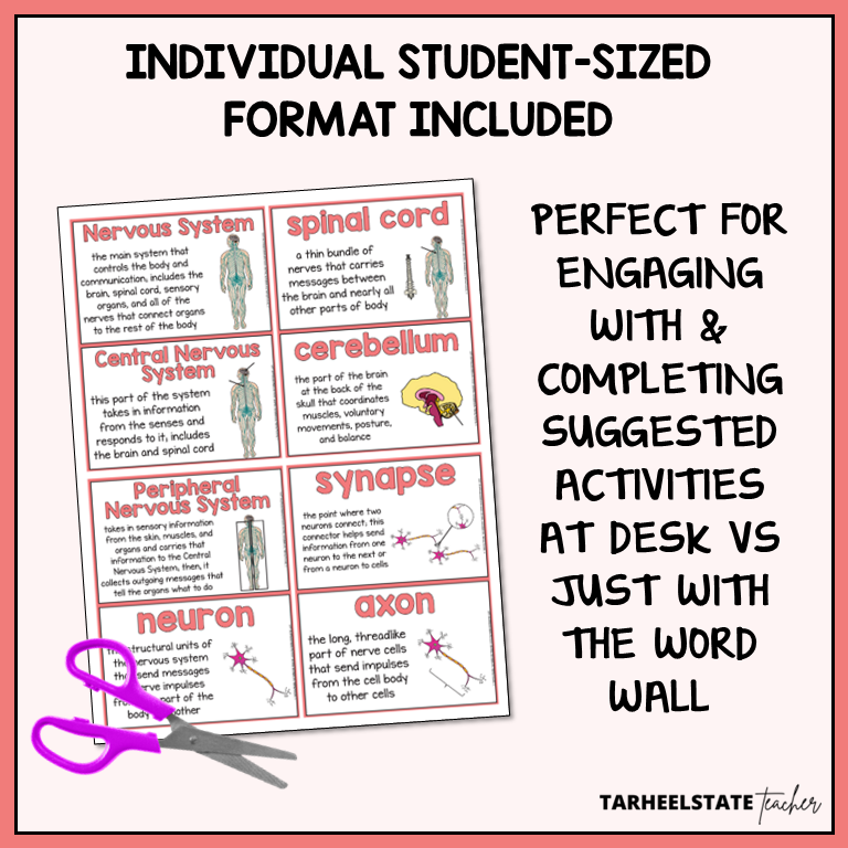 Digestive and Nervous System Vocabulary Mats, Study Slips, and Quizzes with Word Wall Bundle
