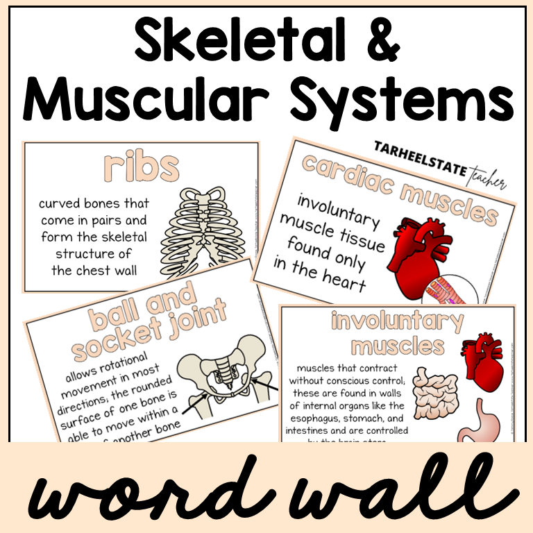 Educational posters about skeletal and muscular systems with definitions and illustrations.