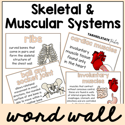 Educational posters about skeletal and muscular systems with definitions and illustrations.