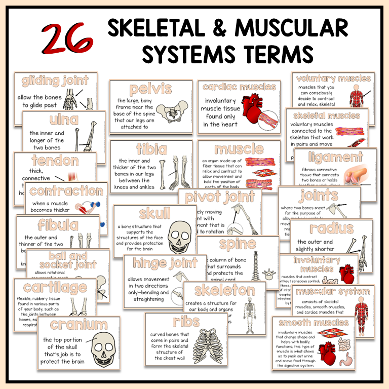Anchor charts for skeletal and muscular systems terms with illustrations and labels for science word wall or bulletin board
