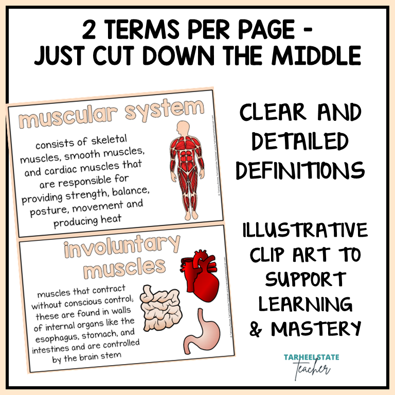 Skeletal and Muscular System Vocabulary Mats, Study Slips, and Quizzes with Word Wall Bundle