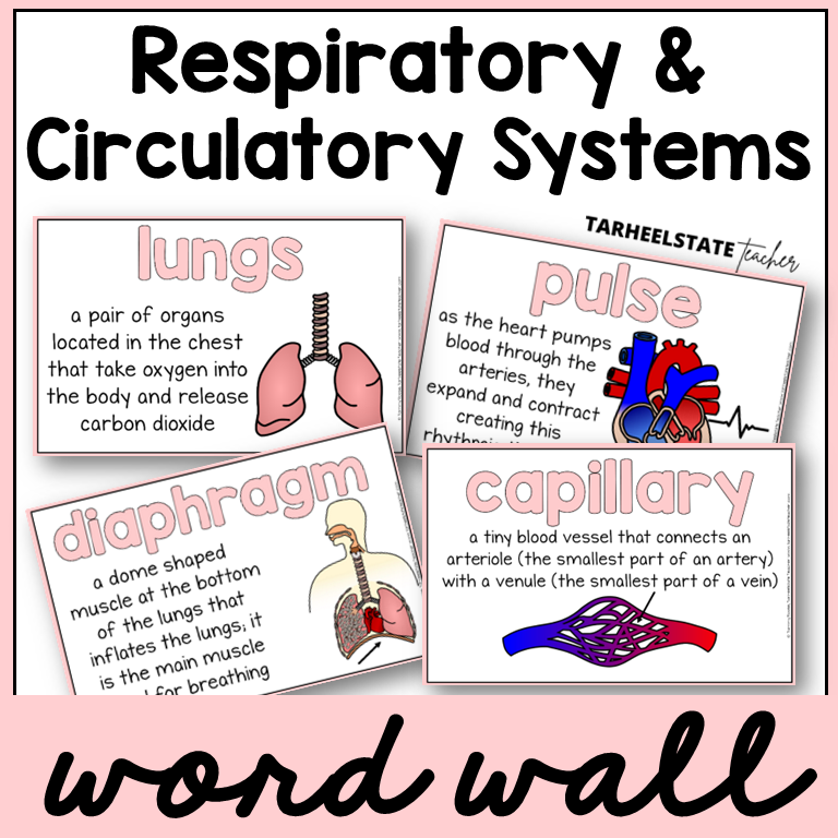 Educational posters about respiratory and circulatory systems with definitions and illustrations for science word wall or bulletin board