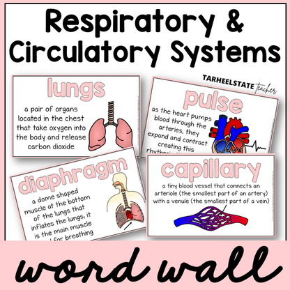 Educational posters about respiratory and circulatory systems with definitions and illustrations for science word wall or bulletin board