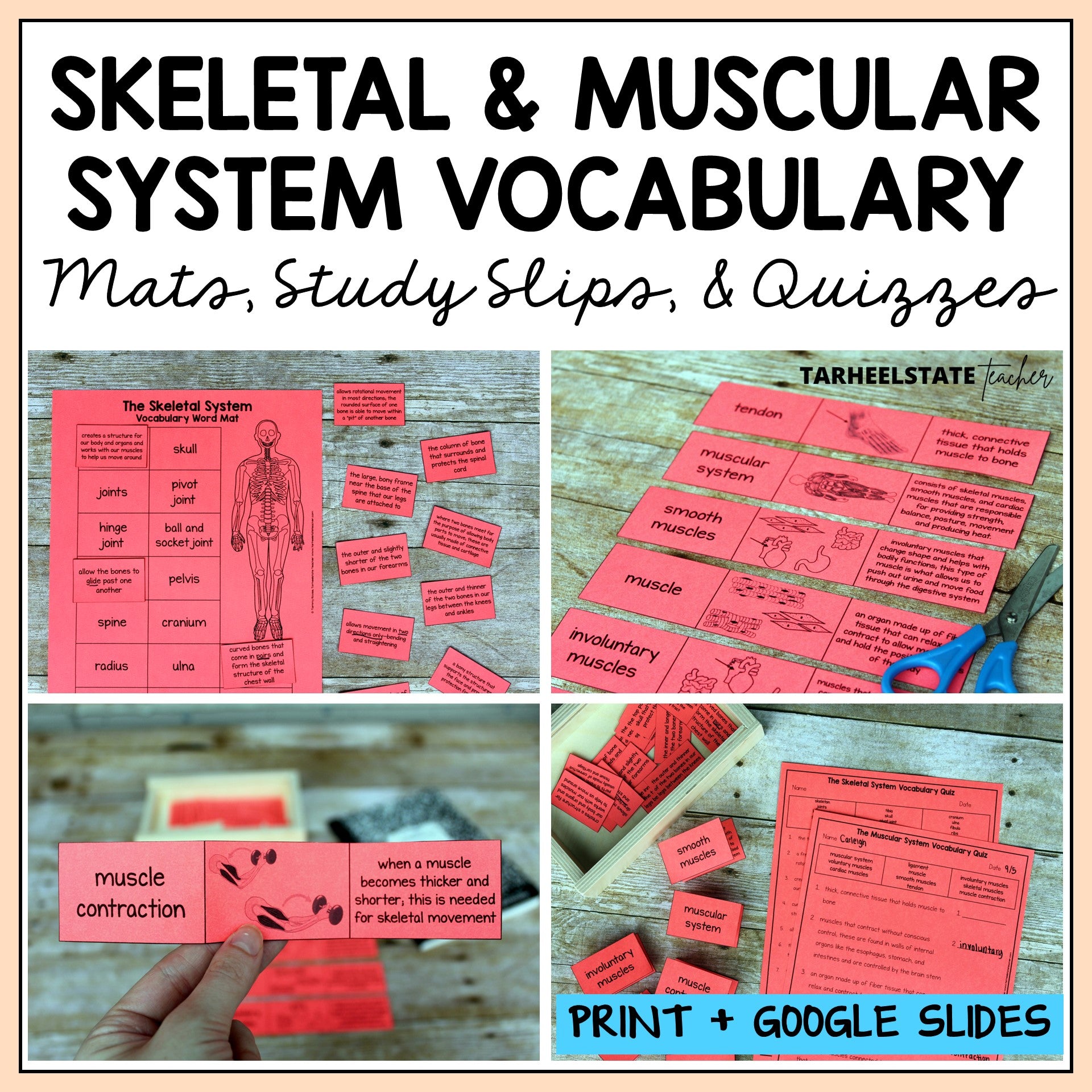 Skeletal and muscular system vocabulary pdf science vocabulary resource
