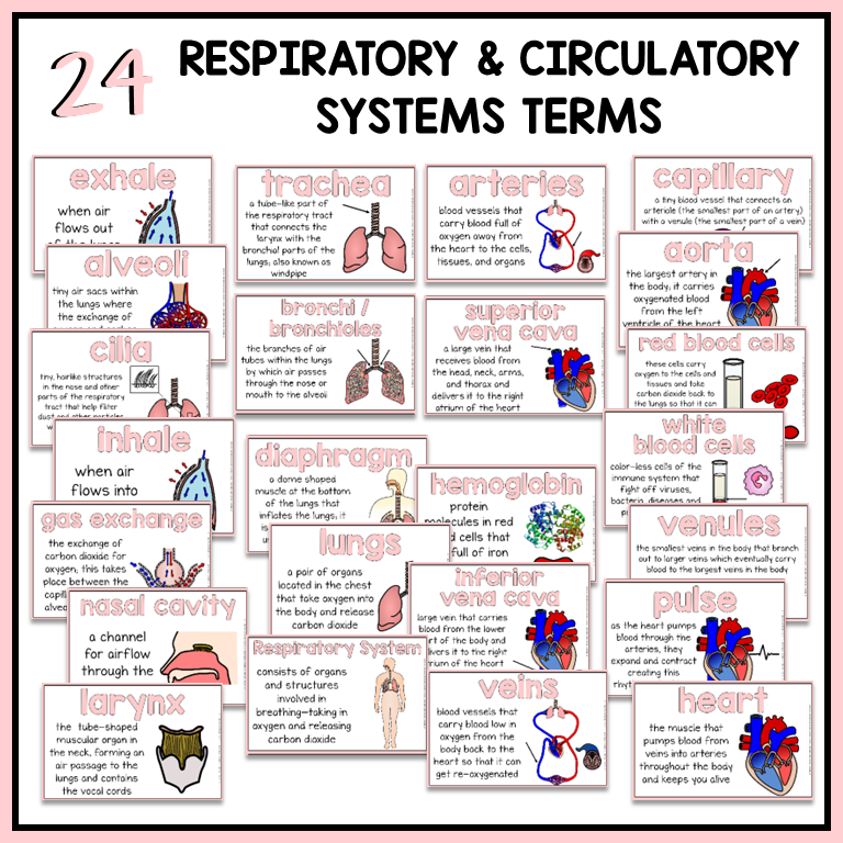 24 respiratory and circulatory terms with definitions and illustrations included for science word wall or bulletin board