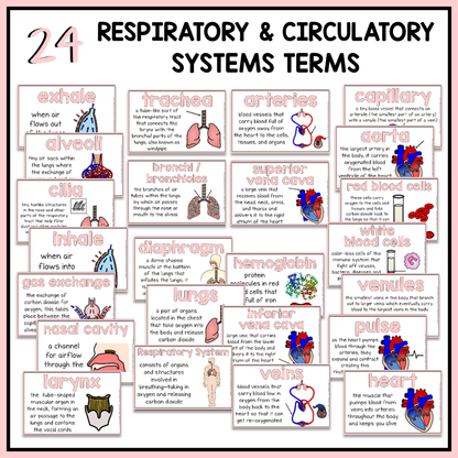 24 respiratory and circulatory terms with definitions and illustrations included for science word wall or bulletin board