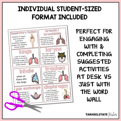 Respiratory System and Circulatory System Vocabulary Activities Mats, Study Slips, & Quizzes with Word Wall Bundle