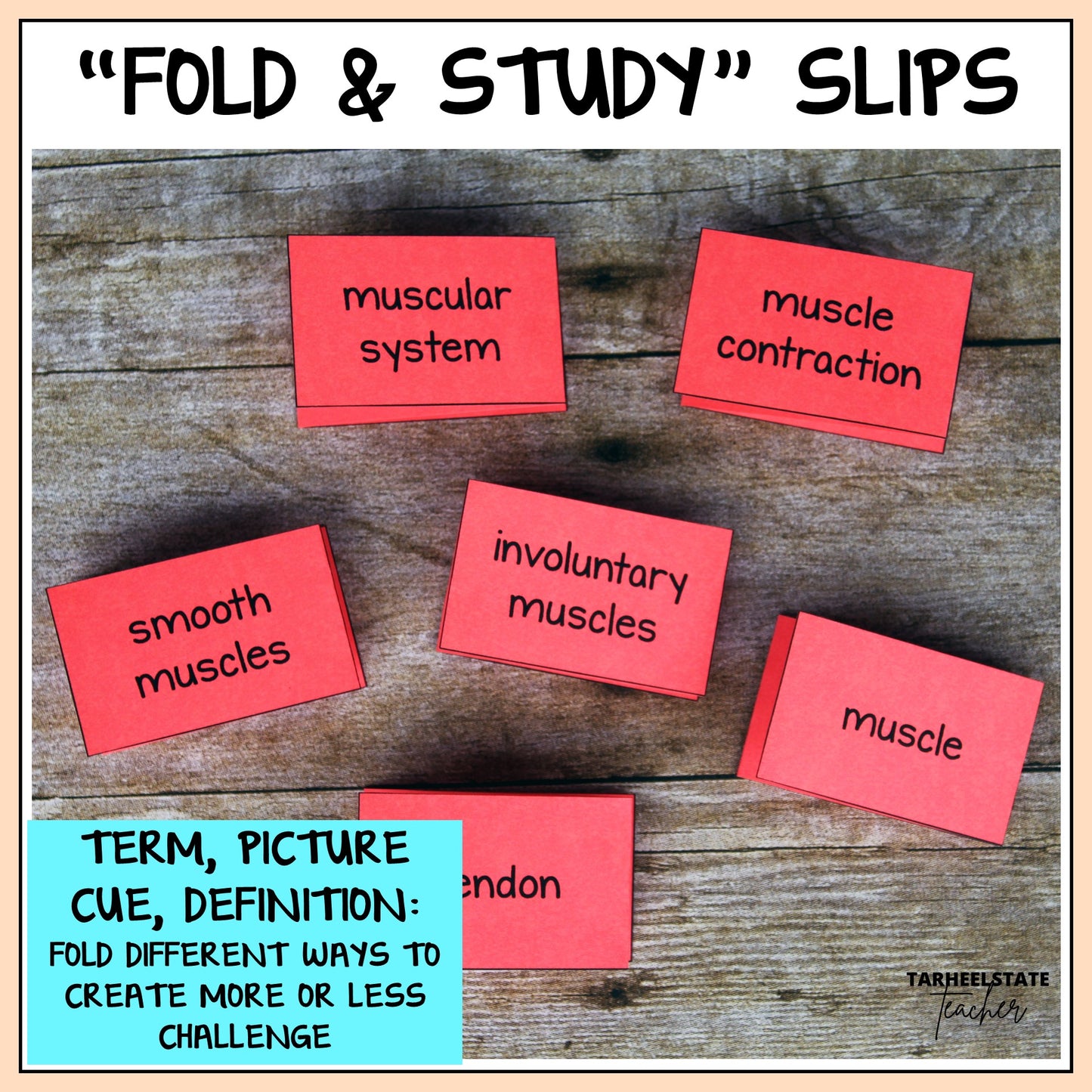 Foldable study slips for science vocabulary practice that includes muscular system terms, definitions, and related pictures