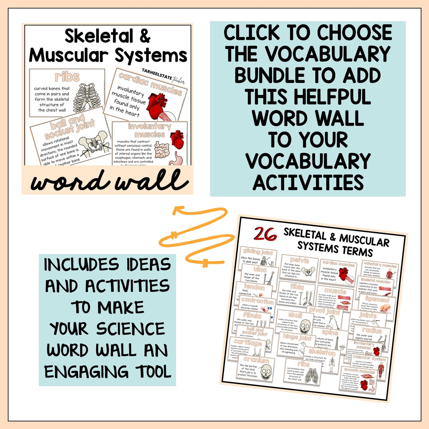 Get the skeletal and muscular systems vocabulary bundle with word wall activities.