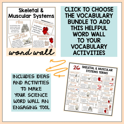 Get the skeletal and muscular systems vocabulary bundle with word wall activities.