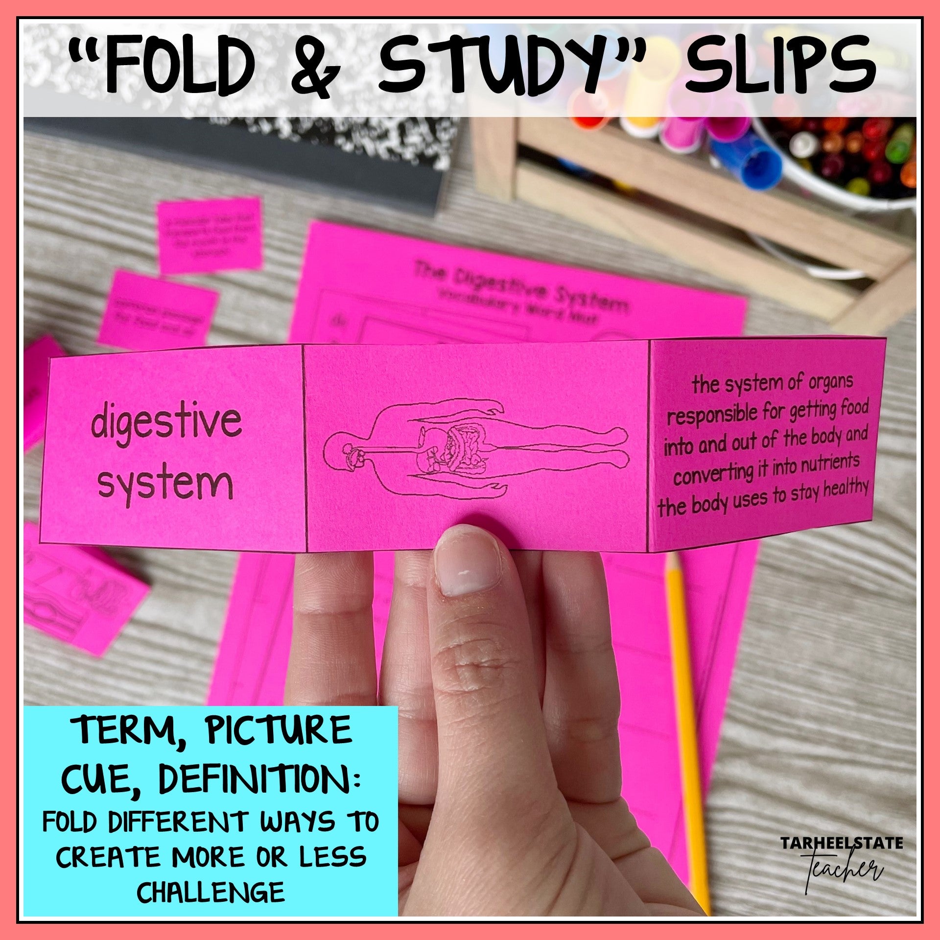 Digestive system vocabulary foldable slips with term, picture, and meaning