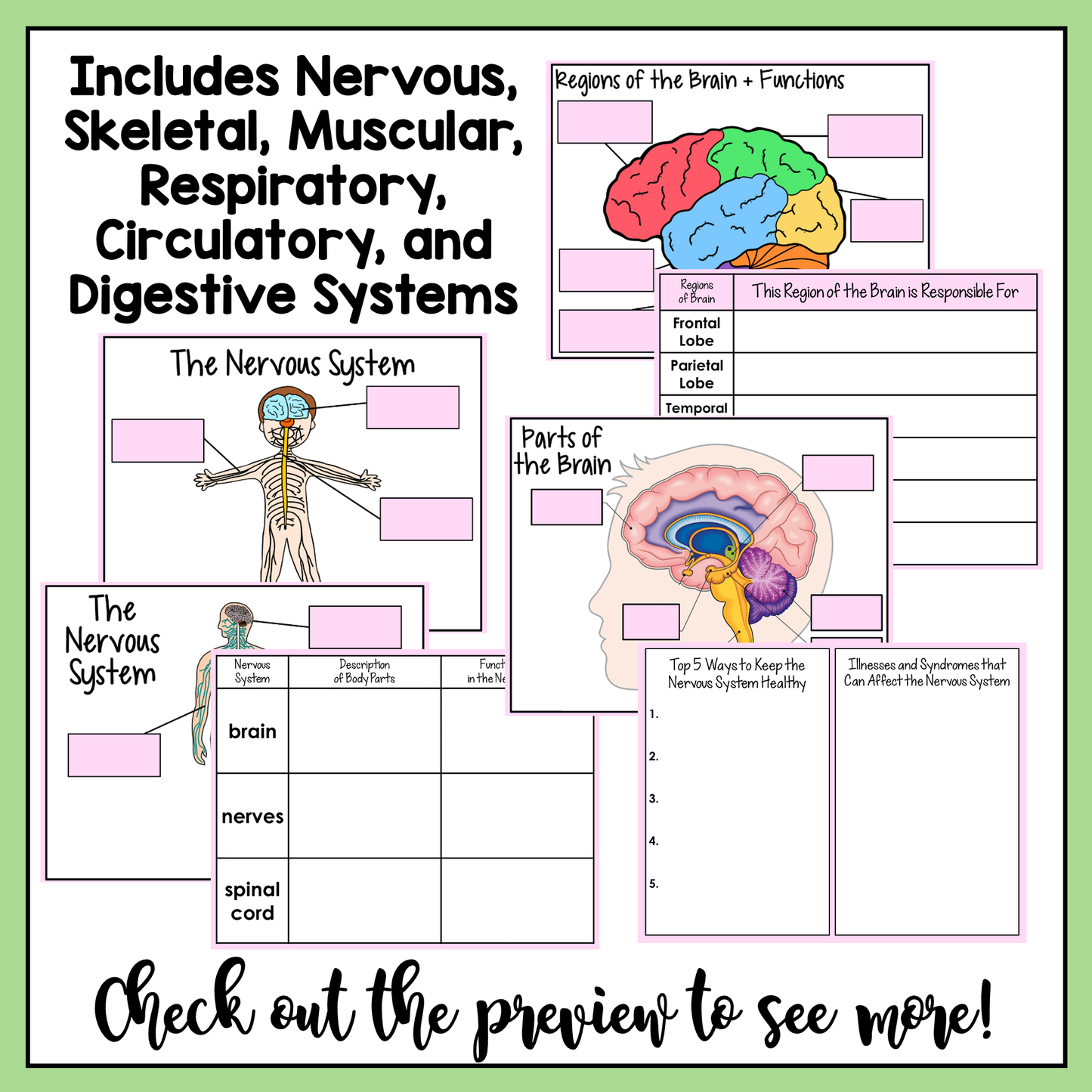 Resource covers the 6 human body systems: nervous, skeletal, muscular, respiratory, circulatory, and digestive systems.
