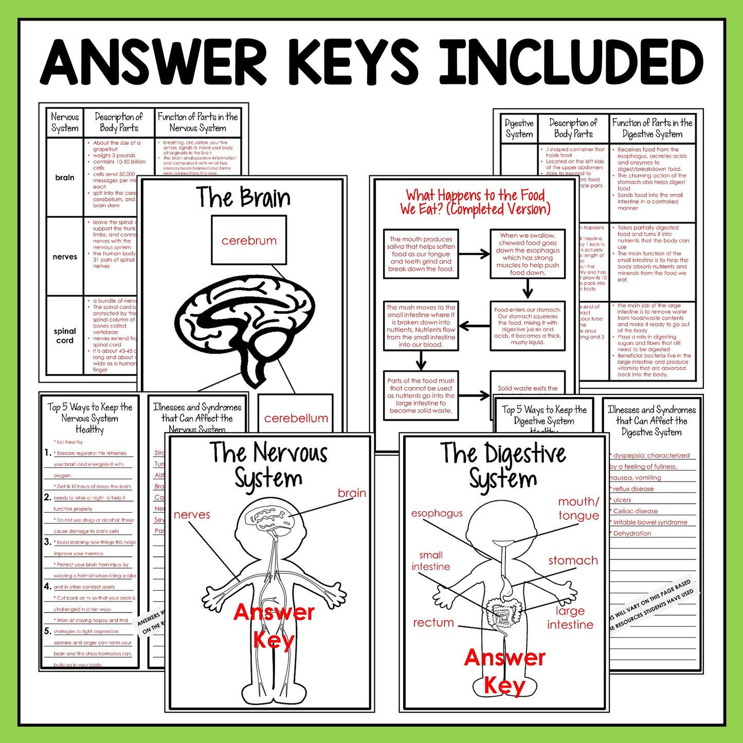 Human body student research project includes answer keys for easy checking and grading