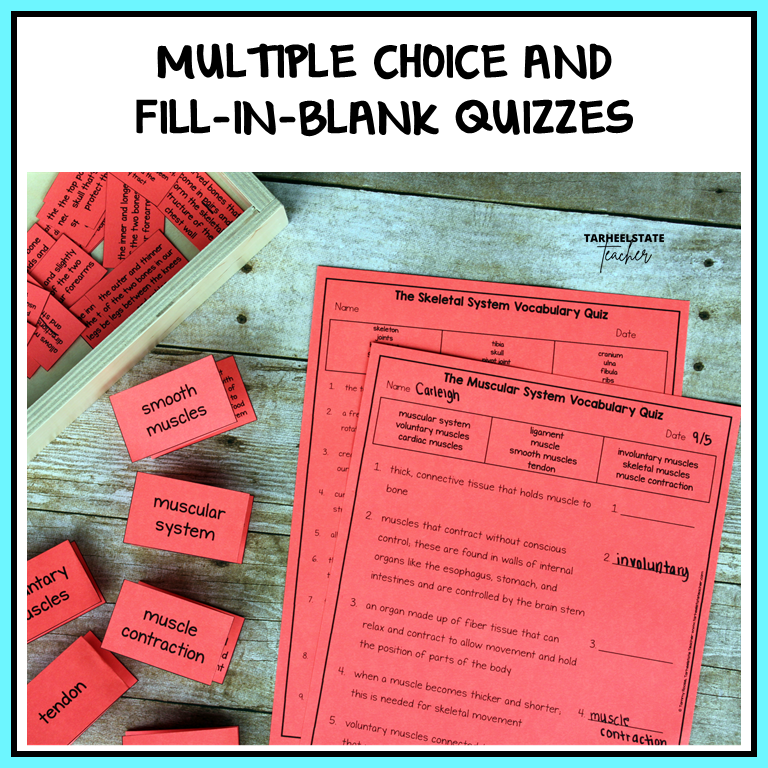multiple choice quiz for human body system showing muscular system and skeletal system