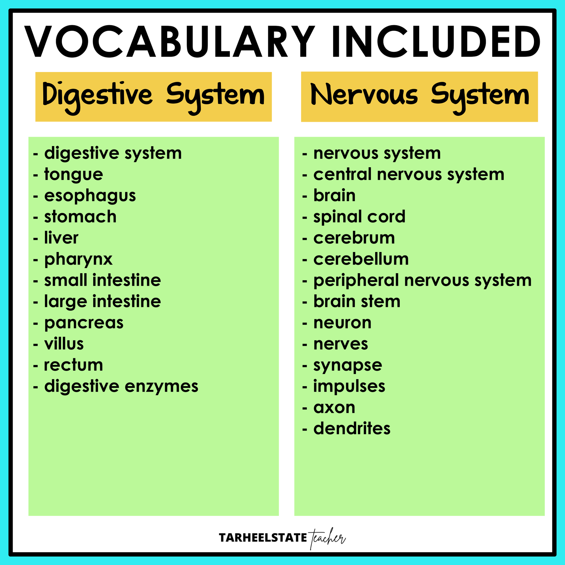 Vocabulary list for the digestive and nervous systems 