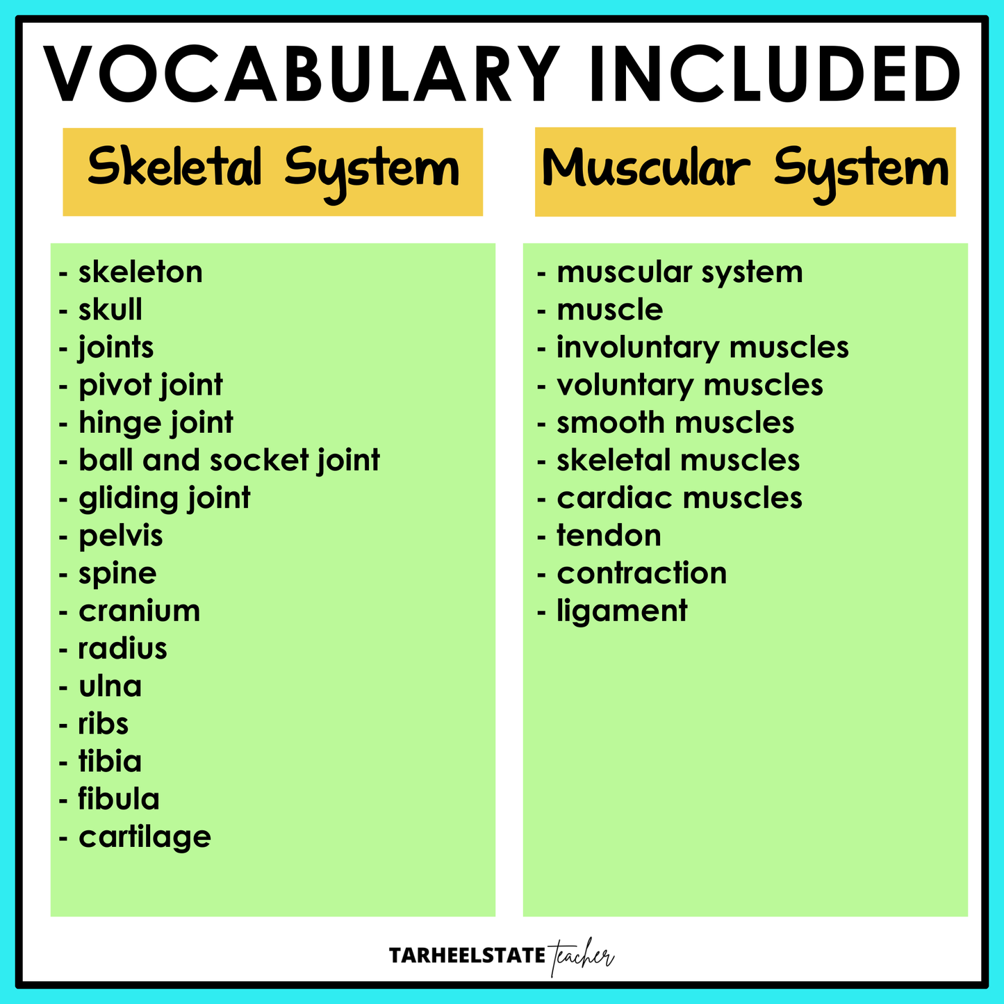 Vocabulary list for the Skeletal and Muscular Systems