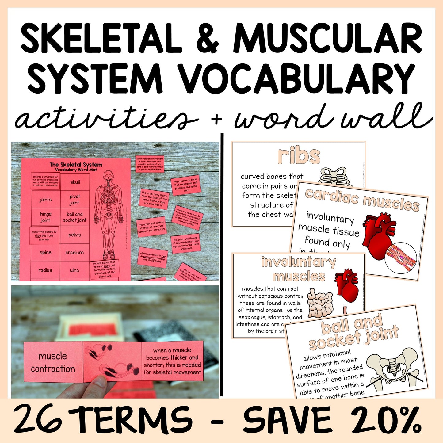 Educational materials for the skeletal and muscular systems with vocabulary activities and word wall.