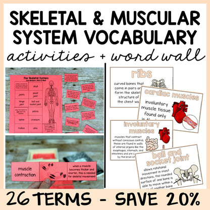 Educational materials for the skeletal and muscular systems with vocabulary activities and word wall.