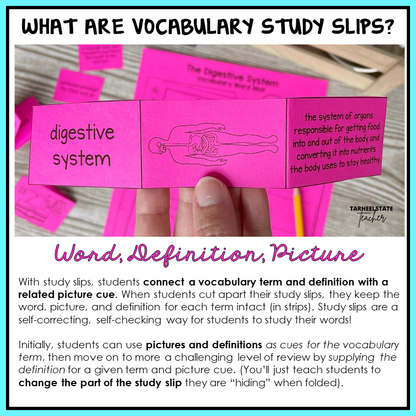 'Fold & Study' slips for human body systems with word, definition, and picture to help children learn words and vocabulary of the human body - this one describes the digestive system. 